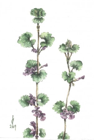 Kerek repkény - Glechoma hederacea